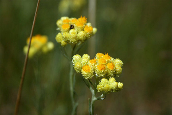 Immortelle sergant cholecistitu