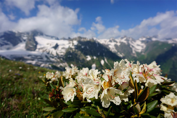 Kaukazinis rododendras liaudies medicinoje