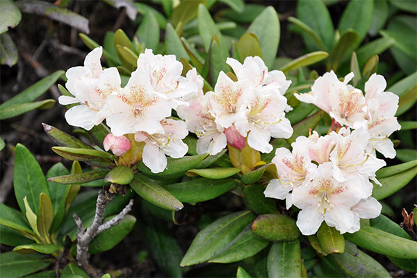 Kaukazinio rododendro gydomosios savybės