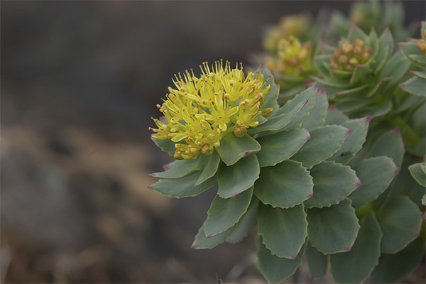 Gydomosios Rhodiola rosea savybės