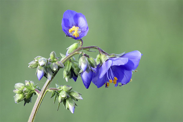 Mėlynosios anemonos gydomosios savybės