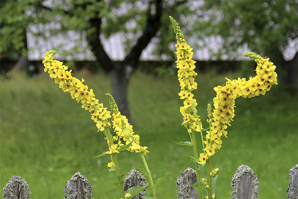 Žolelių savybės Mullein