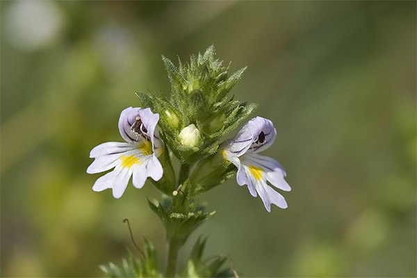 Eyebright žolės medicininės savybės