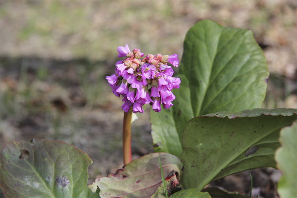 Bergenia Bergenica naudojimas kosmetologijoje