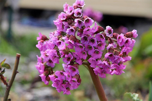 Bergenia Bergenica naudojimas maisto gamyboje