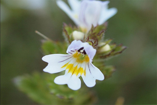 Eyebright naudojimas tradicinėje medicinoje