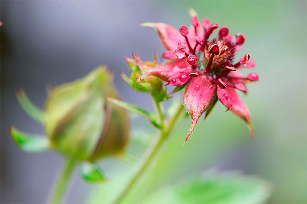 Cinquefoil žarnynui