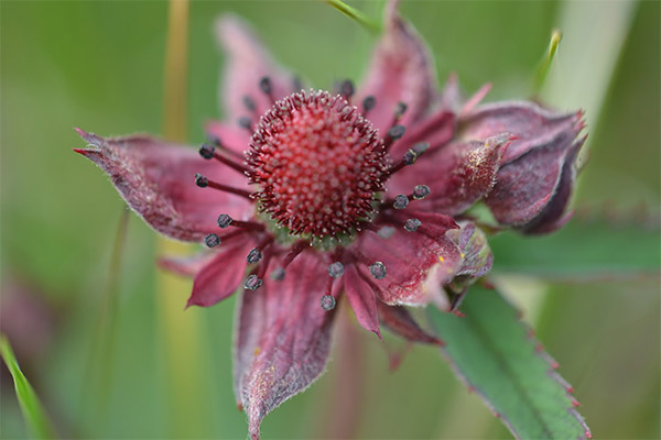 Cinquefoil kepenims