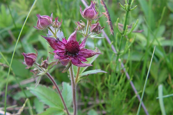 Cinquefoil slėgiui