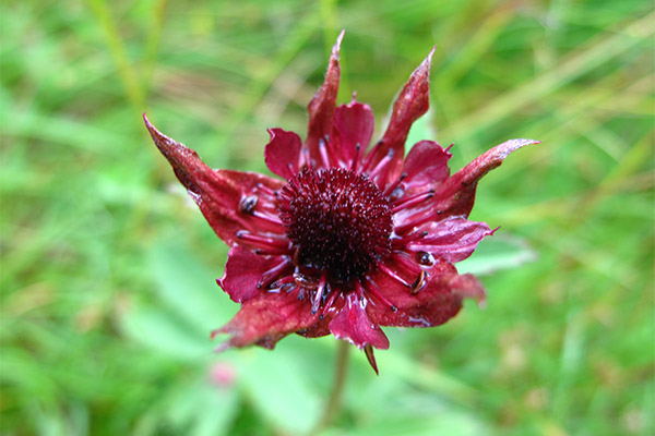 Cinquefoil