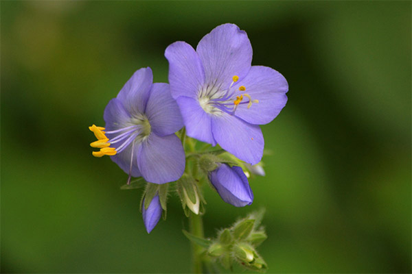 Mėlynasis anemonas liaudies medicinoje