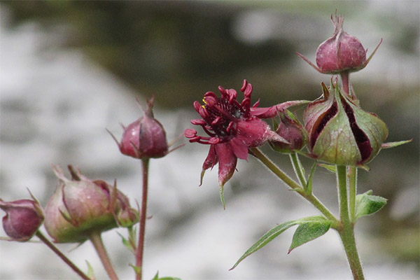 Cinquefoil vaistažolė medicinoje