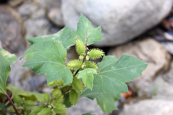 Xanthium gydomosios savybės