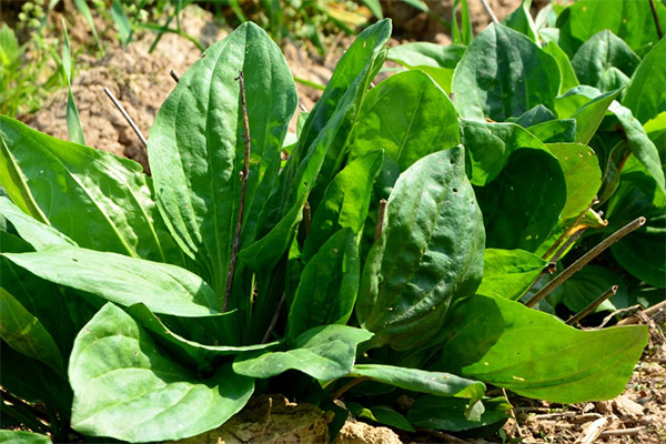 Kontraindikacijos Plantain taikymui