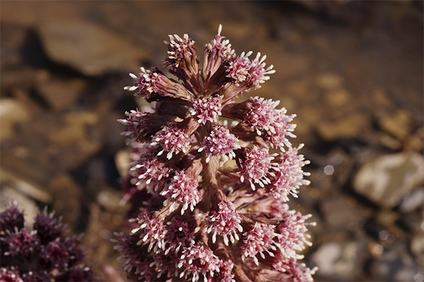 Lycopodium