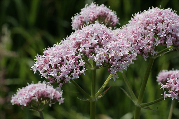 Valerijonas liaudies medicinoje