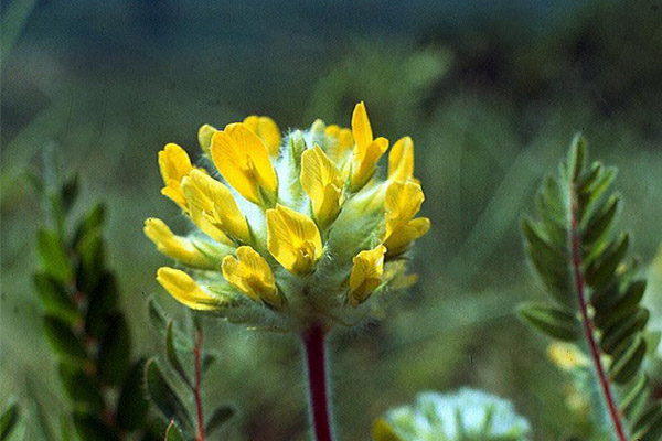 Astragalus liaudies medicinoje