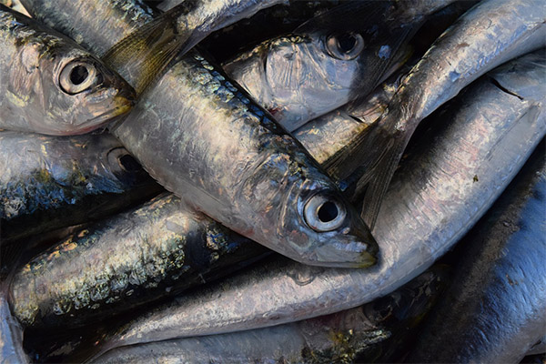 Kaip pasirinkti ir laikyti sardines