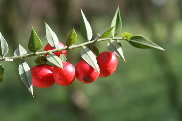 Ruscus adatos terapinės savybės