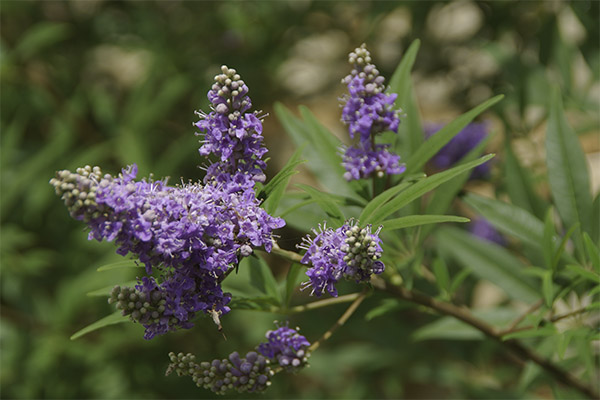 Vitex sacred gydomosios savybės