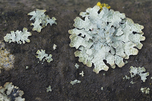 Parmelia liaudies medicinoje