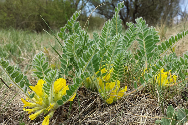 Kontraindikacijos vartoti astragalus