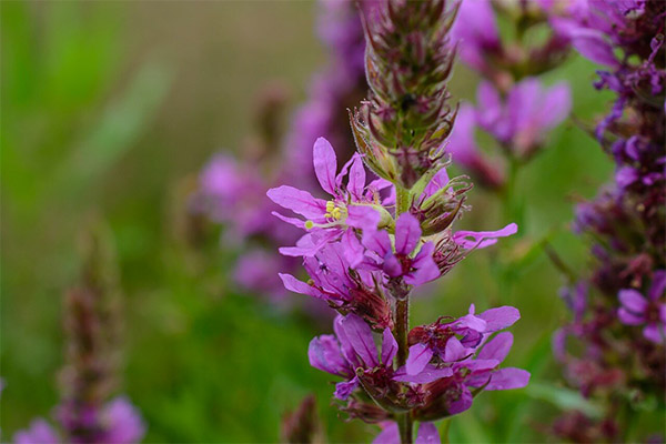 Vaistinių kompozicijų su meadowsweet tipai