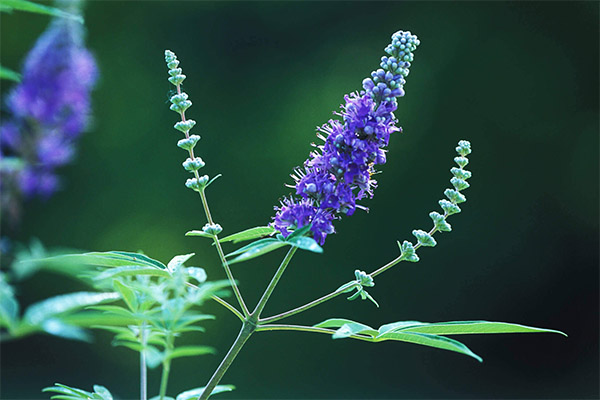 Vitex sacred