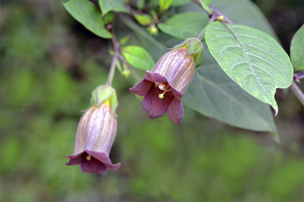 Eyebright