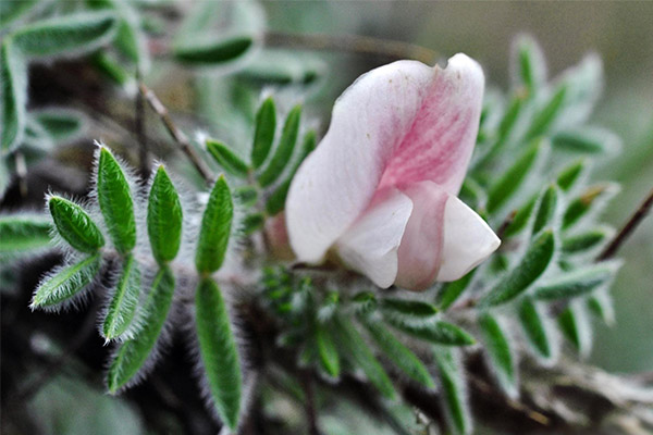 Vaistinės pasiflorų savybės