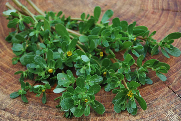 Polygonum Dygliuotoji kriaušė