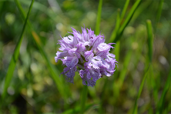 Kontraindikacijos dėl orchidėjų vartojimo