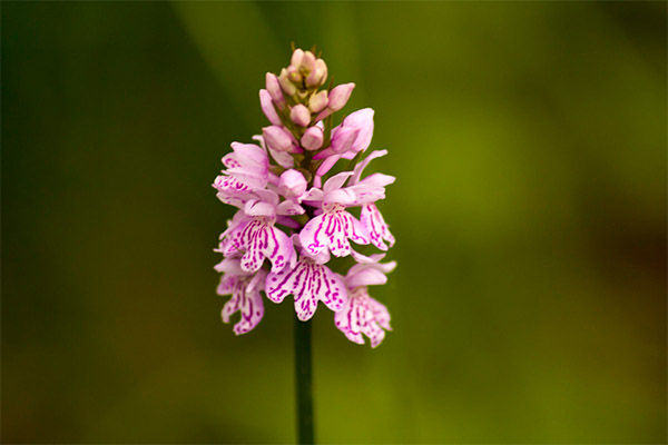 Vaistinių kompozicijų su orchidėjomis stiliai