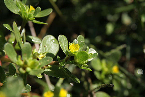 Gydomosios formulės su portulaka