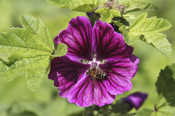 Malva maisto gamyboje