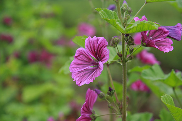 Malva liaudies medicinoje