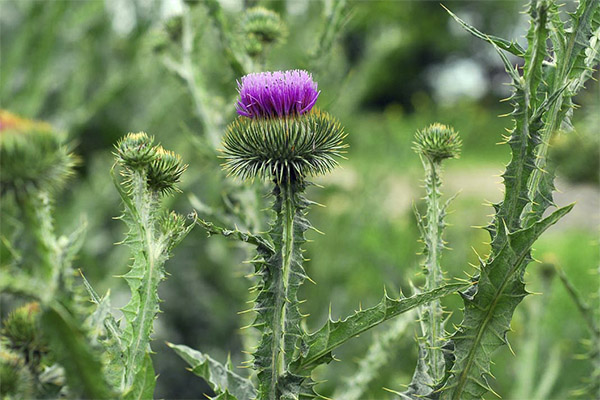 Tartaricum dygliuotasis liaudies medicinoje