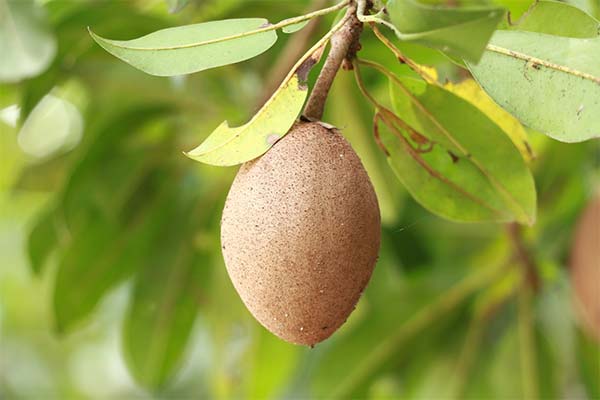 Kokie vaisiai tinka sapodilai