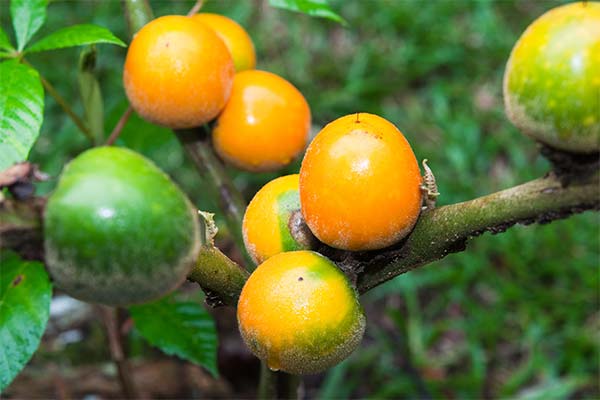 Lulo: what is this fruit and why is it useful?