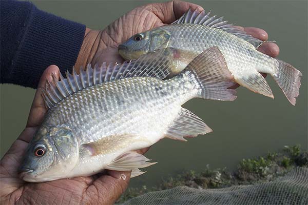 Tilapijų nauda ir žala