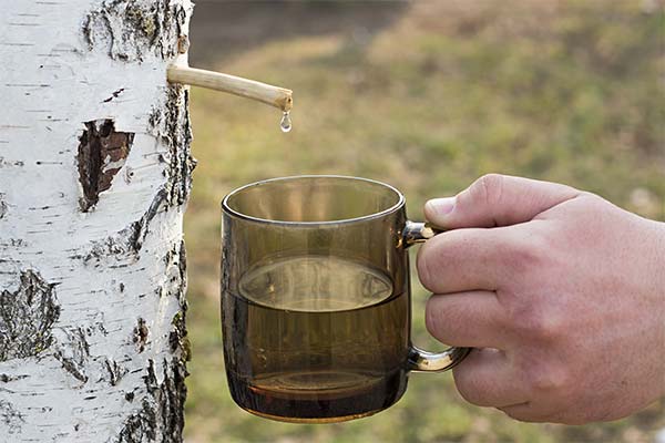 Kada ir kaip rinkti beržų sulą