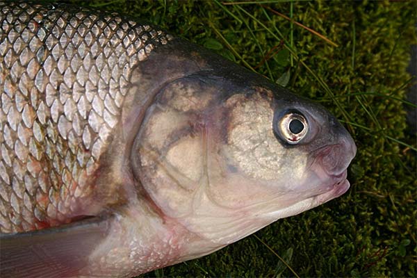 Dažniausiai užduodami klausimai apie žuvis